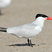 Caspian Tern